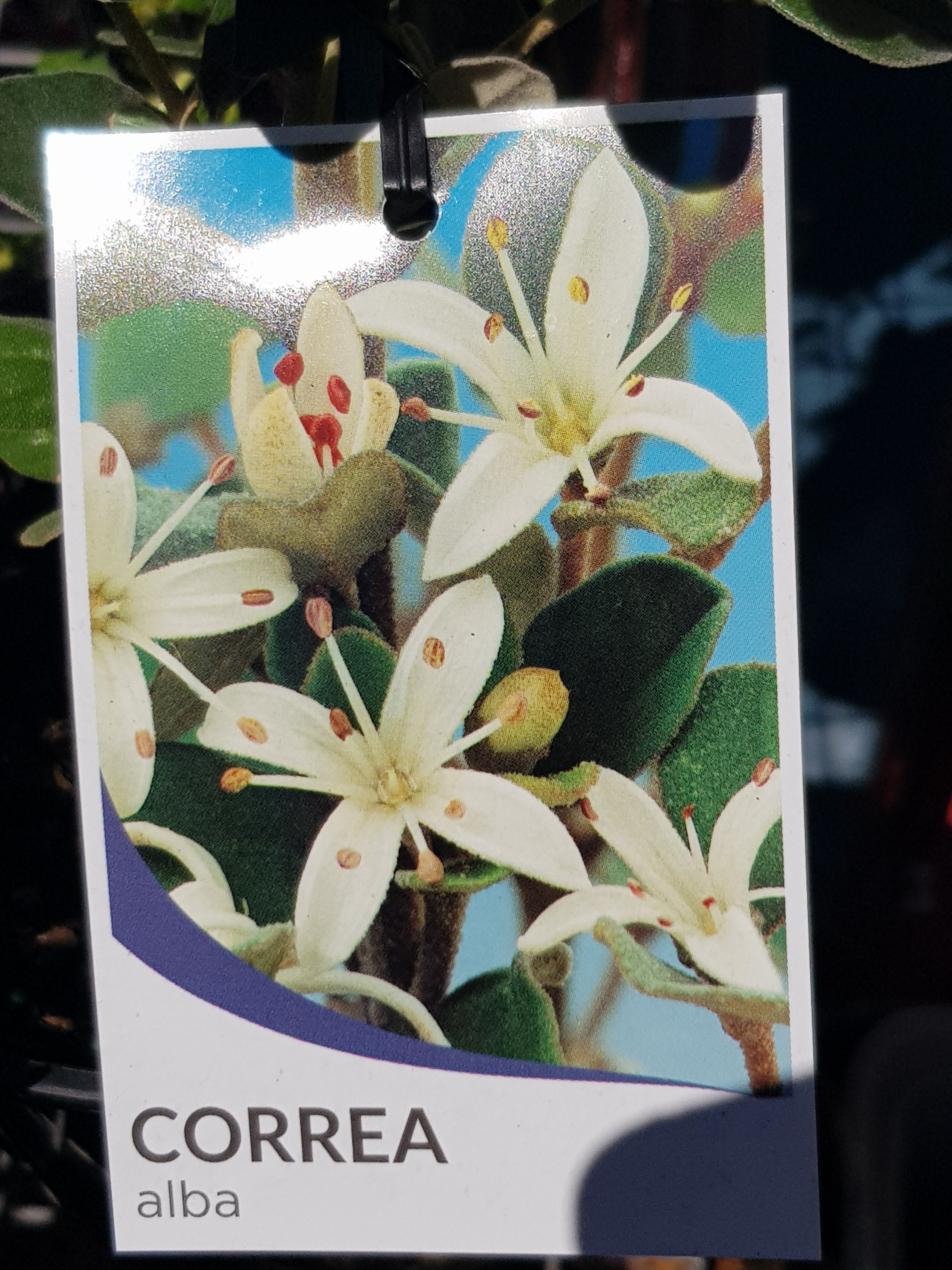 Correa - Alba - White Alba - One Red Hill
